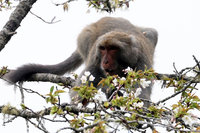 台灣獼猴啃食阿里山櫻花  情況比往年嚴重