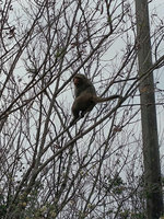 台灣獼猴現蹤嘉縣東石鄉 農業處研判與緊抱小黑狗致餓死同隻