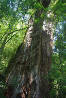 拉拉山轉型國家森林遊樂區 5巨木入列樹齡榜