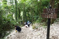 新北客家桐花祭4/15登場 推7條小旅行路線