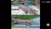 鱷魚「小河」在廈門疑遭不當飼養 海基會表關注
