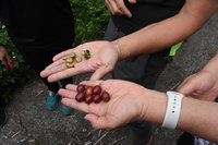 雲林草嶺咖啡乾旱受損  農委會公告現金救助