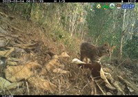 保護石虎棲地 南投縣府表揚農民、社區巡守隊