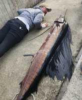 台東富岡漁港邊釣獲重26.5公斤2.4米雨傘旗魚 專家：相當罕見[影]