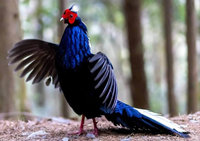 武陵農場藍腹鷴上演求偶舞  遊客驚呼太幸運