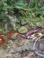 內溝溪上游成紅色 北市：疑燈籠染料水質未被汙染