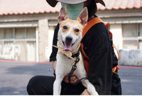 高市動保處推浪浪試養30天 提高成功認養機率