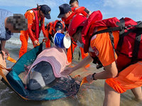中部海域今年首起成功案例 苑裡擱淺小抹香鯨獲救