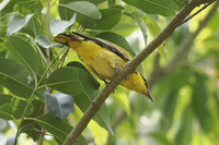 保育鳥類朱鸝黃鸝現蹤 台南水道博物館籲勿驚擾