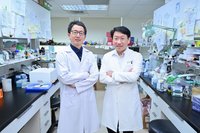 誘導頭頸癌細胞「鐵凋亡」 有助提升免疫療法效果