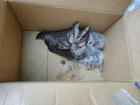 抽油煙機清出1大4小貓頭鷹  新北動保處助築新巢