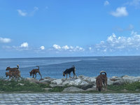 議員籲流浪犬貓捕捉及遺體委外處理 花縣府將研議