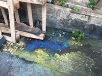 台南安順大排「染藍」 市府揪元凶開罰紙器工廠