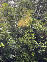 高雄山區大雨  竹子觸碰高壓線路逾2千戶停電
