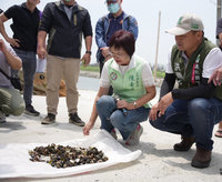 彰化芳苑養殖文蛤大量死亡 立委陳素月爭取天災救助