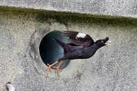 鳥友池上鄉記錄到本土八哥育雛 開心直呼中獎了