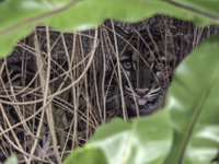 舊家裝潢完工 北市動物園雲豹Suki回歸見客