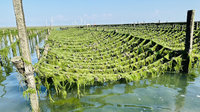 彰化芳苑蚵田綠油油 大量海藻覆蓋啟動災損通報