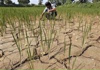 聖嬰現象致今年稍晚可能有極端天氣 亞洲部分地區將陷乾旱