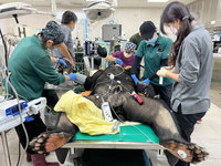 壽山動物園黑熊根管治療戴牙套 用餐露銀光