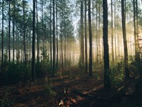 環評承諾造林抵碳僅1件 開發業者觀望成本效益