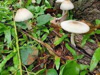 誤食「最惹事毒菇」綠褶菇  花蓮6民眾嘔吐腹痛