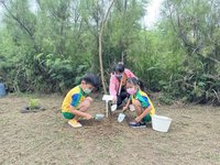 澎湖湖西生態園區種南非樹紫藤 期待浪漫紫色廊道