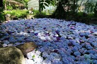 武陵農場繡球花季 花池花牆瀑布吸睛