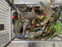 屏東綠鬣蜥移除數量龐大 5年超過5萬隻
