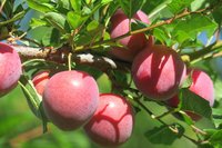 梨山水果季揭幕  可避暑品嘗甜美水果