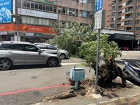 中市南屯行道樹倒塌砸路過4車釀刮傷凹損 幸無人傷