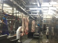 重新擦亮台灣豬肉品牌 屠宰場爭取HACCP認證