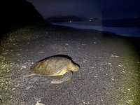 宜蘭神秘沙灘綠蠵龜上岸 北回歸線以北數十年首見