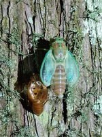 武陵農場夜巡蟲蹤  達人引領夜觀「天蟬變」