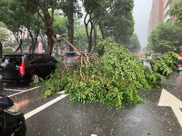 台中午後滂沱大雨  路樹倒塌1車遭壓損
