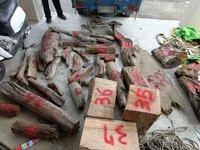 杜蘇芮颱風襲台 山老鼠盜賣漂流木被逮