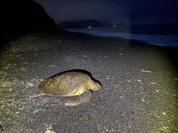 罕見保育綠蠵龜爬上岸 南澳神秘沙灘列產卵地調查