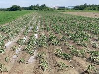 杜蘇芮颱風農損  高雄現金救助即日起受理申報