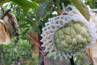 台南釋迦受杜蘇芮颱風災損 8日起受理現金救助