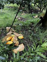 高雄山區颱風農損  改良種芒果現金救助受理申報