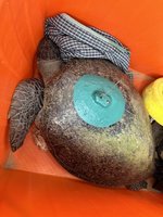 規律回望安產卵展28年忠誠 綠蠵龜4度裝衛星發報器