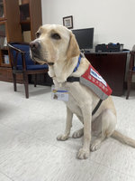 羅東聖母醫院治療犬報到  強哥療癒病患心靈