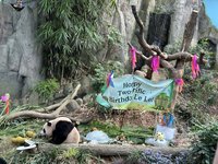新加坡首個貓熊寶寶滿2歲 民眾盼「叻叻」續留