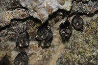 花蓮月洞蝙蝠調查  冬季聚集高峰可達近2000隻