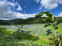 犬香薷復育有成  宜蘭雙連埤香氣體驗26日登場