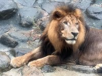 壽山動物園獅吼如提醒下班 園方揭密為同伴間溝通[影]
