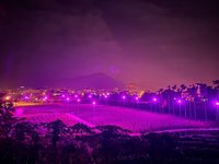 埔里茭白筍田改用LED燈照 節電散發「紫色浪漫」