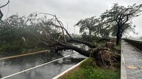 颱風過後金城武樹變瘦空中樹無損 台東逾萬戶仍停電