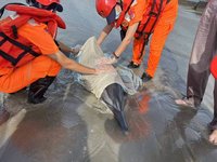 颱風海葵剛離境 台南沿海2隻海豚擱淺