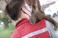 松鼠躲蛇追捕 跳到動保員身上賴著不走